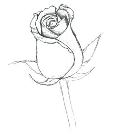 236x271 Simple Line Drawing Of Rose Bud