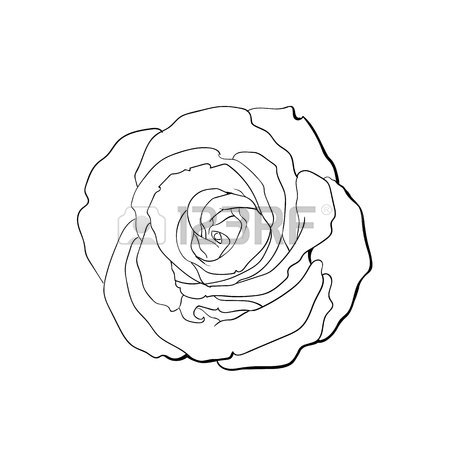 450x450 Deep Contour Rose Bud, Top View Sketch Style Vector Illustration