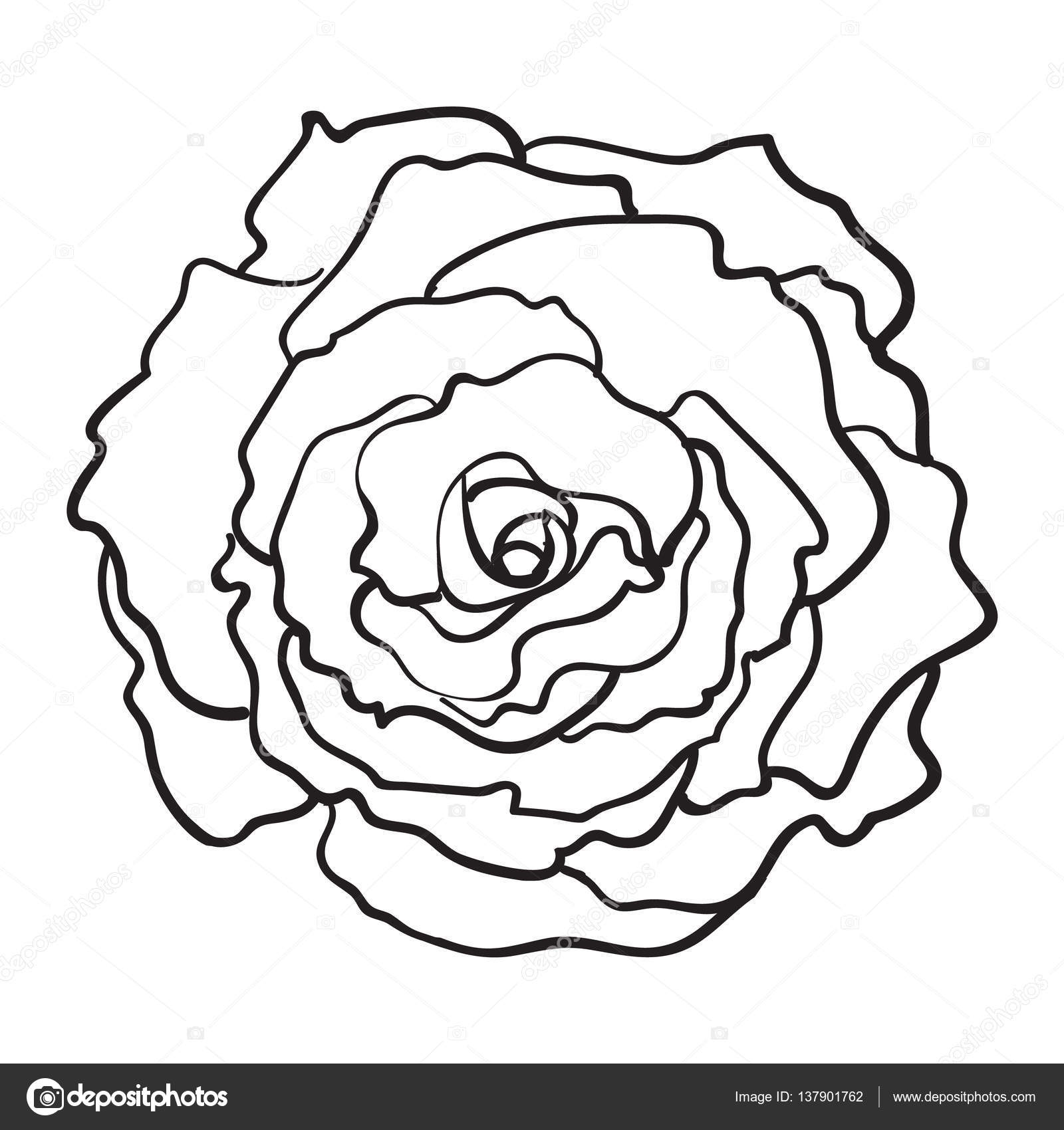 1600x1700 Deep Contour Rose, Top View Isolated Sketch Vector Illustration