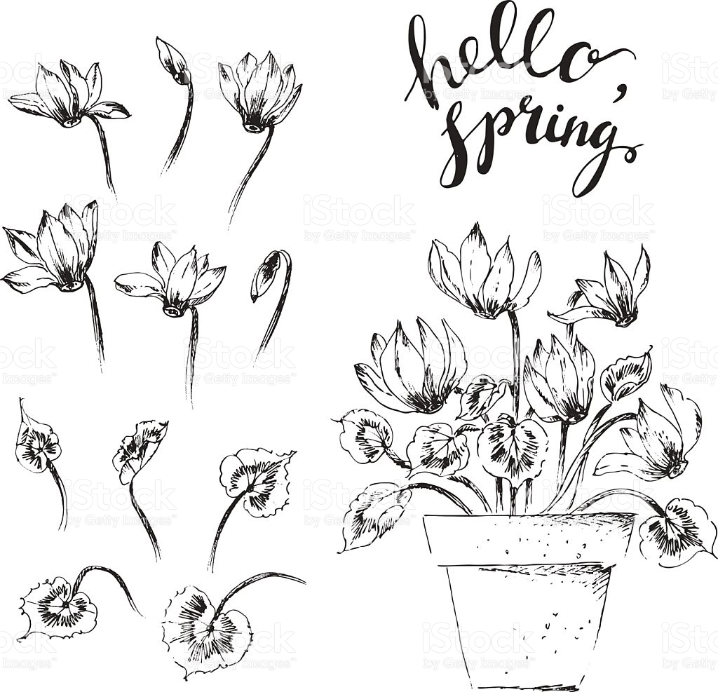 1024x987 Drawn Bud Vector