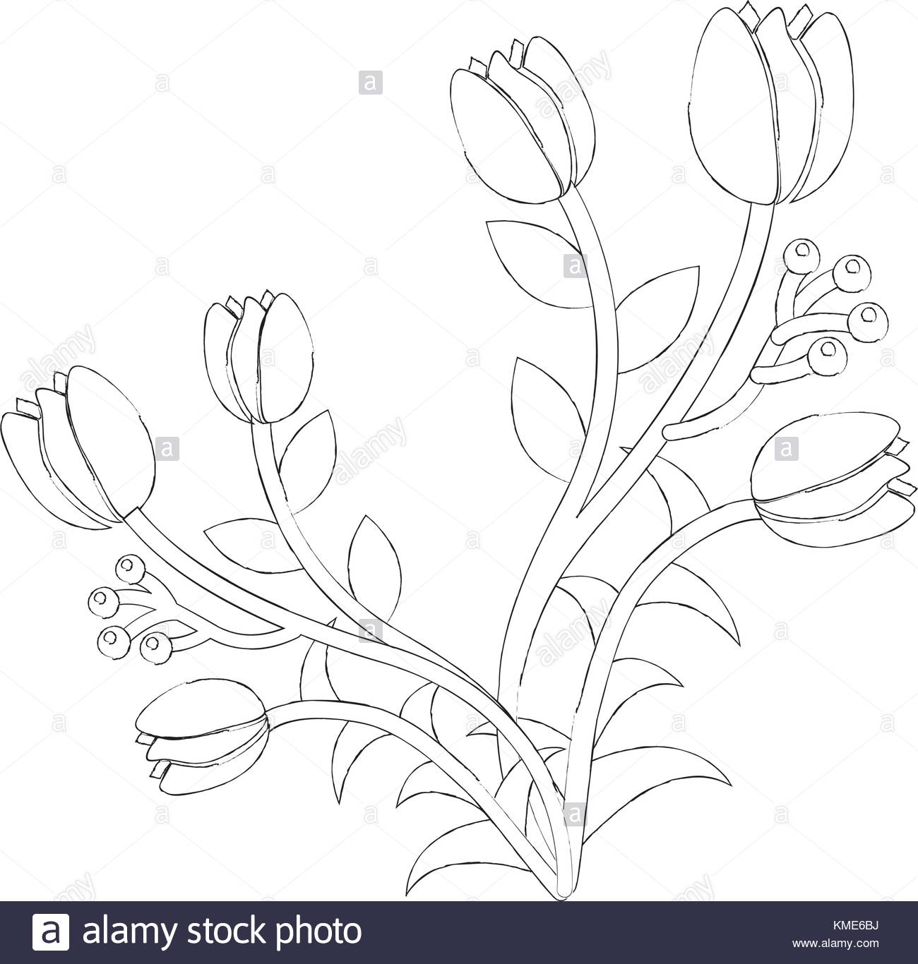 1300x1366 Rose Bud Black And White Stock Photos Amp Images