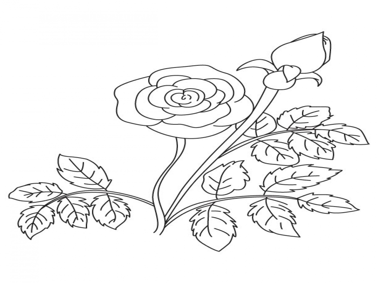 Rose Buds Drawing at GetDrawings | Free download