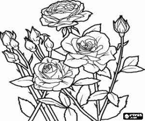300x250 Flowers And Buds Of A Rosebush Coloring Page Printable Game