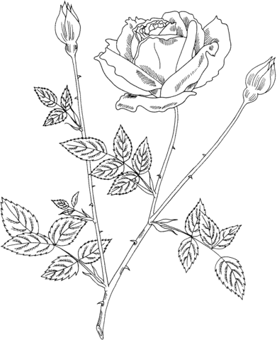 391x480 Mister Lincoln Hybrid Tea Bush Rose Coloring Page Free Printable