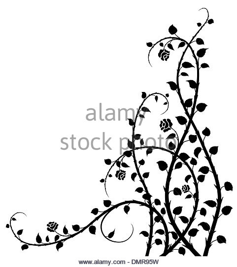 481x540 Beautiful Flower Illustration Old Rose Black And White Stock