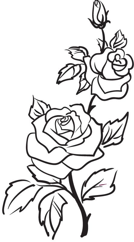 443x800 Simple Rose Outline Drawing