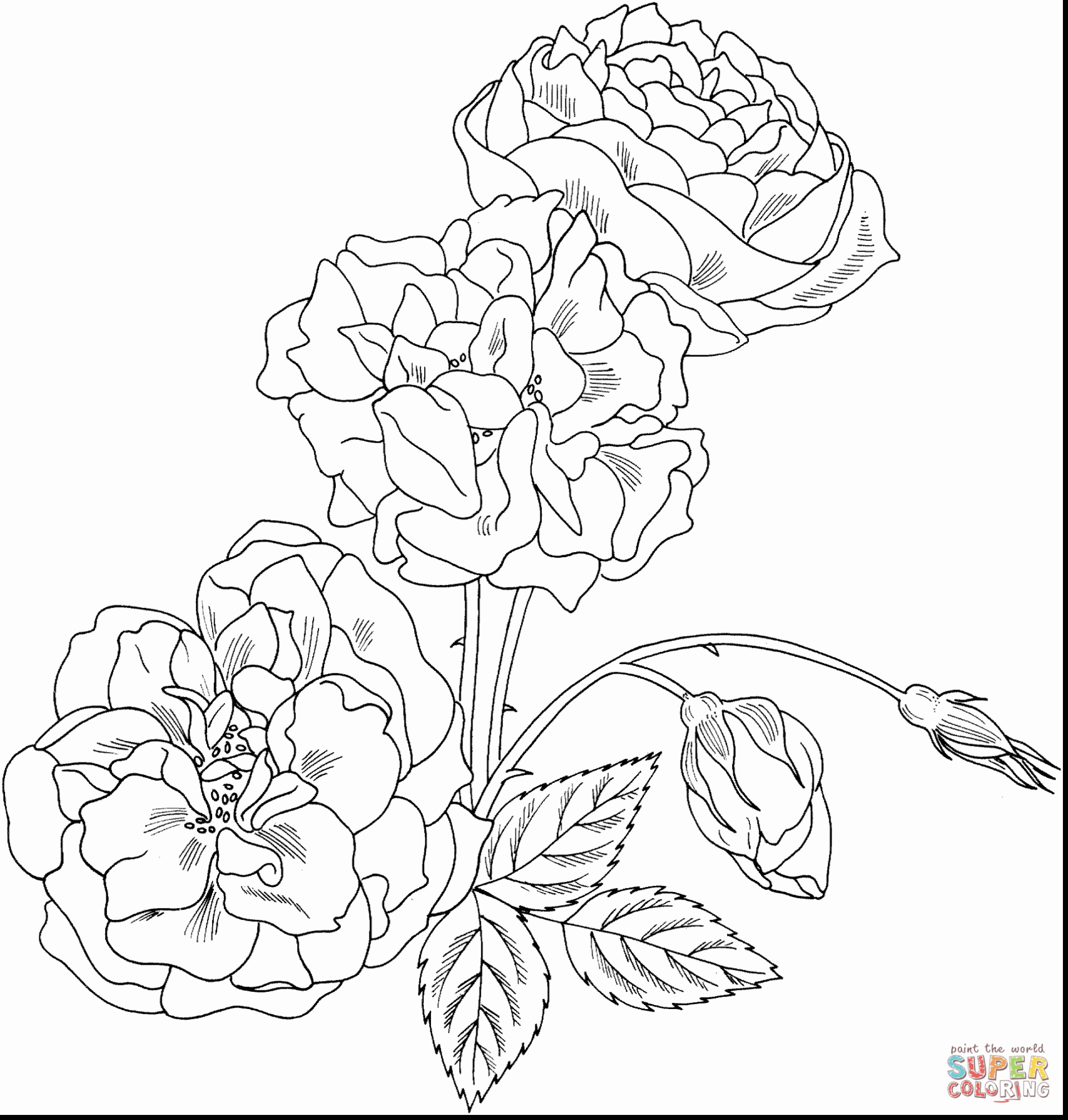 2099x2201 Wonderful Rose Bush Coloring Pages With Roses Coloring Pages