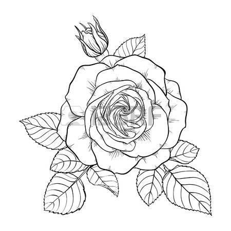 Rose Bush Drawing at GetDrawings | Free download