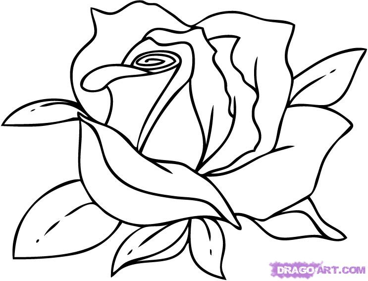 743x567 Cartoon Sketch Of Rose