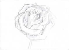 236x171 How To Draw An Open Rose