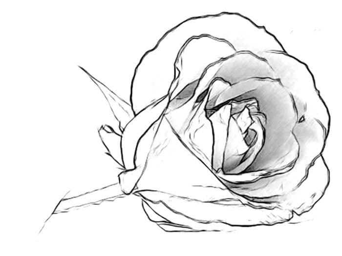 700x525 The Latest Flower Drawing Ideas