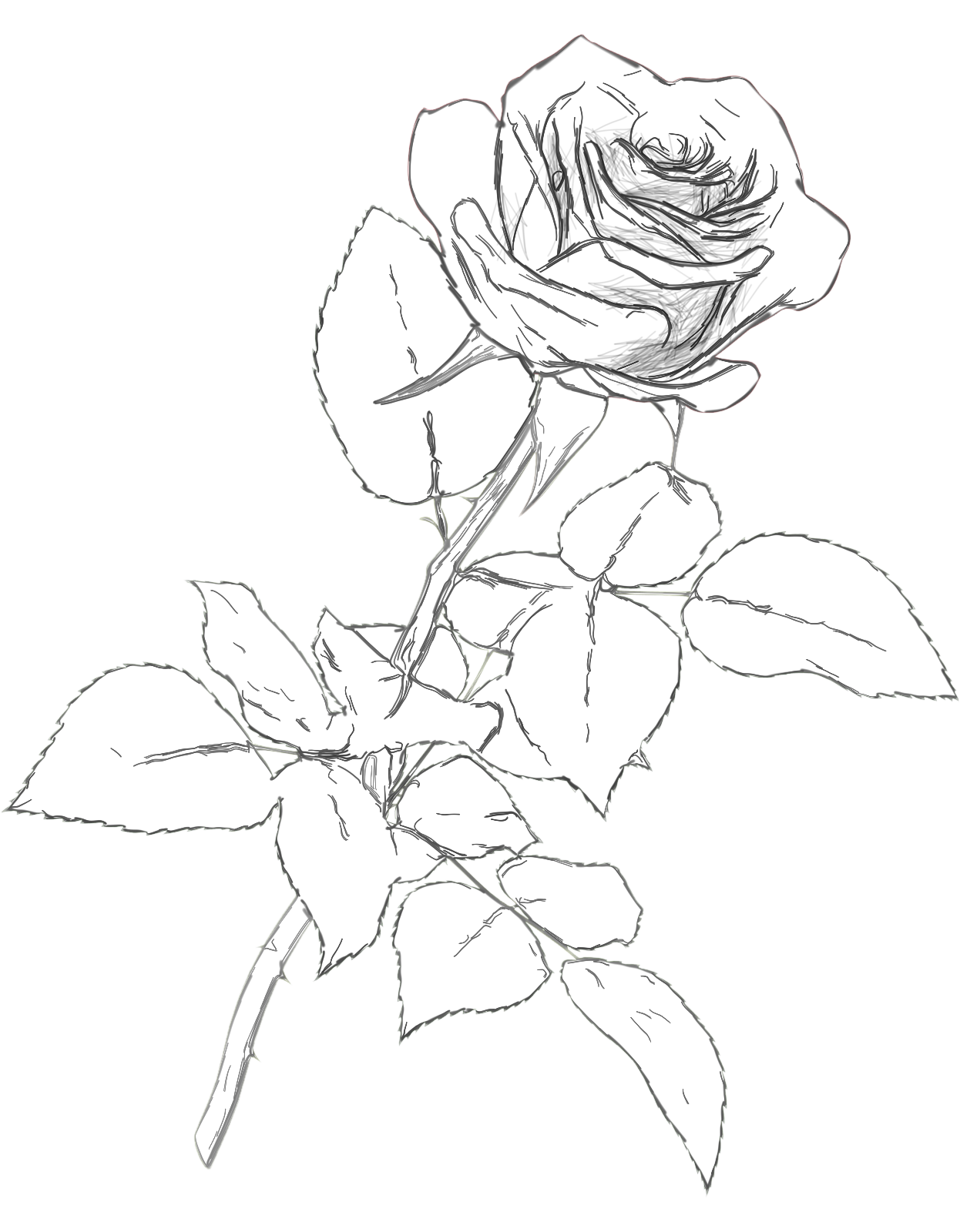 1246x1600 Classic Rose Charcoal Drawing Pencil Color Png Clipart Picture