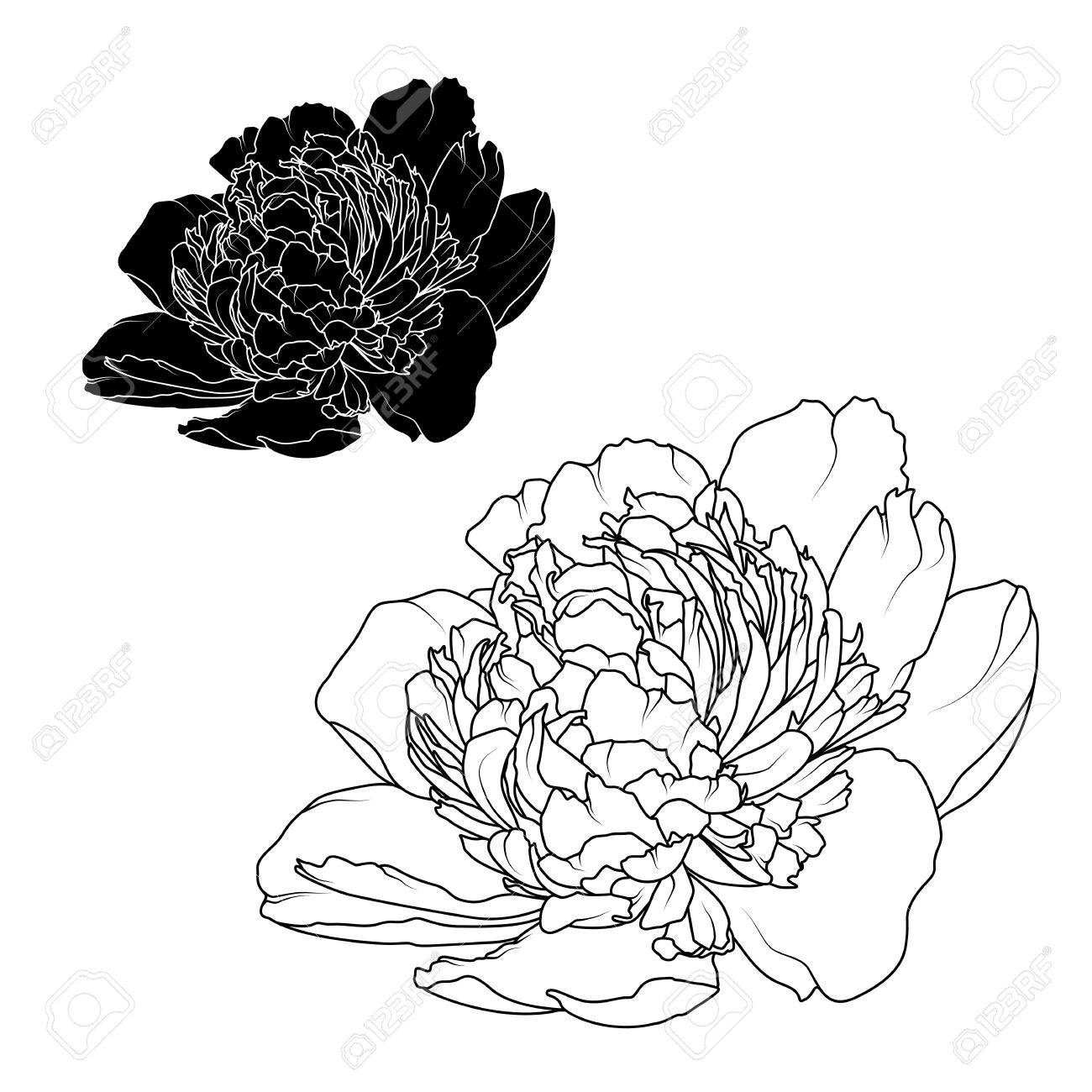 1300x1300 Peony Rose Flowers Black And White Contrast Isolated Design