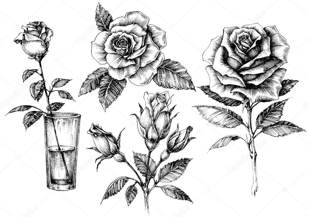 1023x718 Roses Set, Floral Design Elements Collection Stock Vector