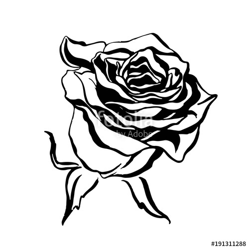500x500 Sketch Rose Blossom Flower Drawing, Hand Drawn Floral Design