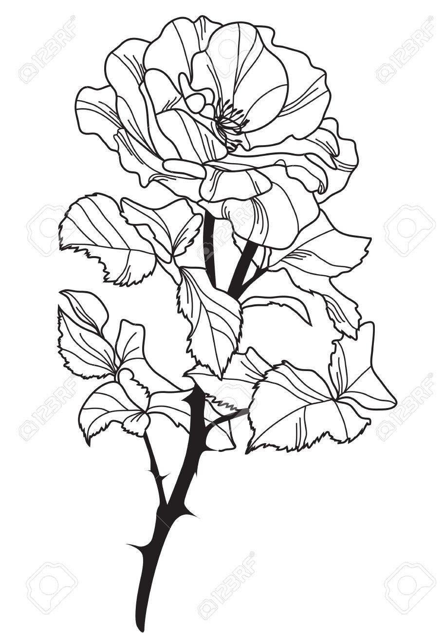 910x1300 Hand Drawn Decorative Rose, Design Element Royalty Free Cliparts