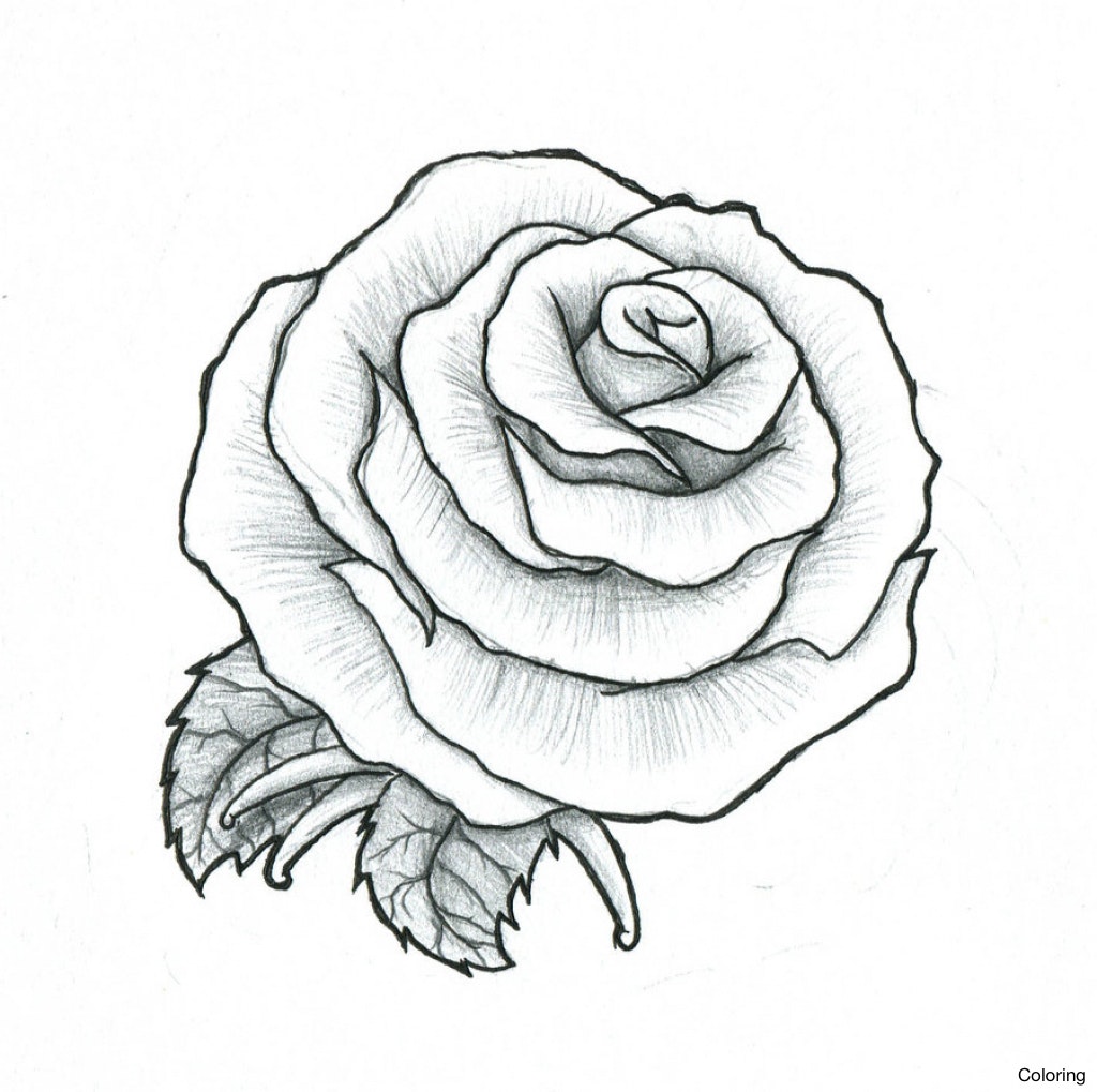 Rose Drawing at GetDrawings | Free download