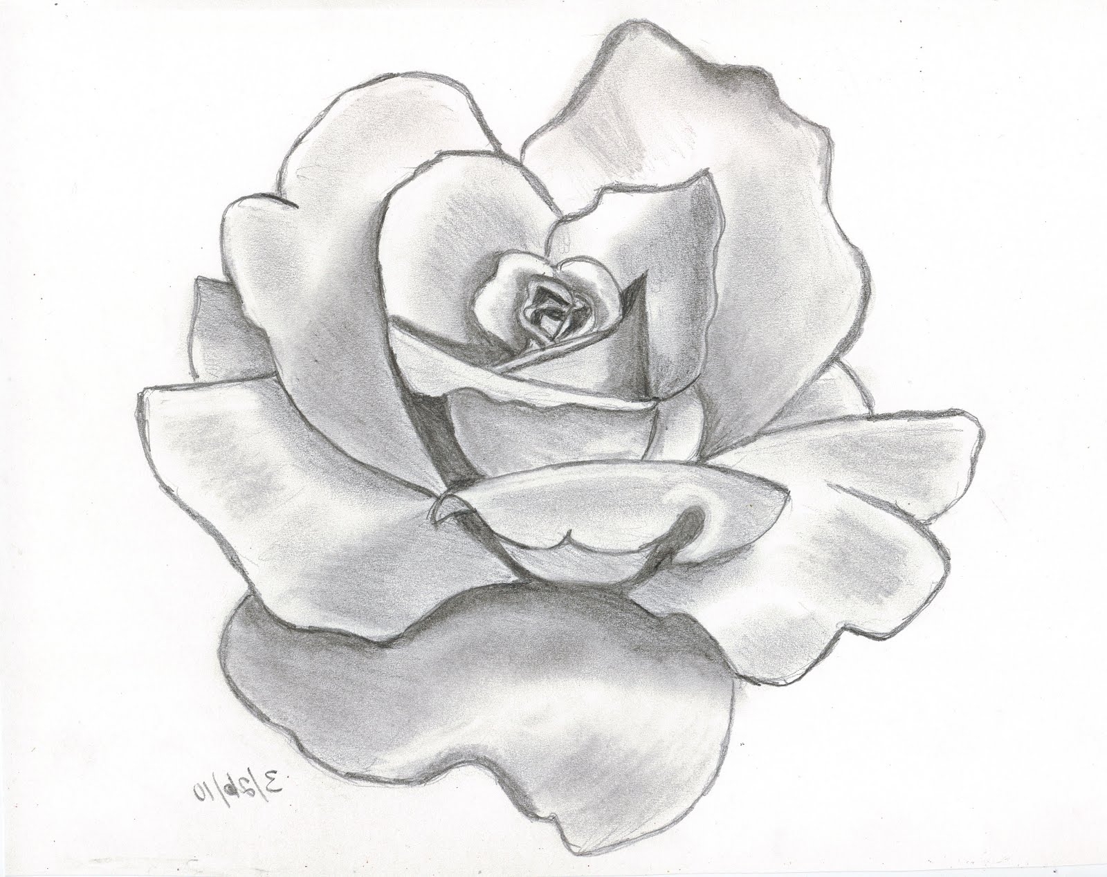 1600x1268 Flower Drawing Rose