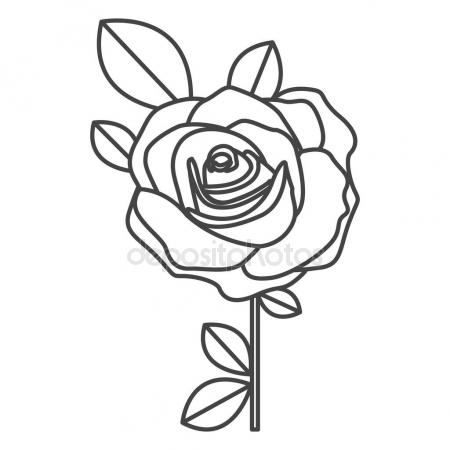 450x450 Black And White Line Drawing Of Rose Flower Stock Vector
