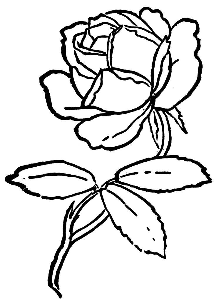 735x1024 Black Clipart Rose White