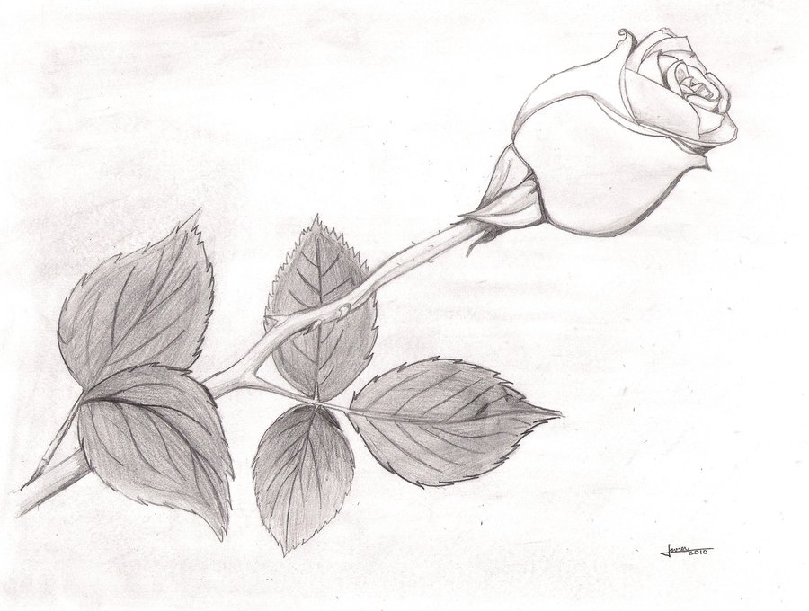900x680 Drawn Rose Black And White