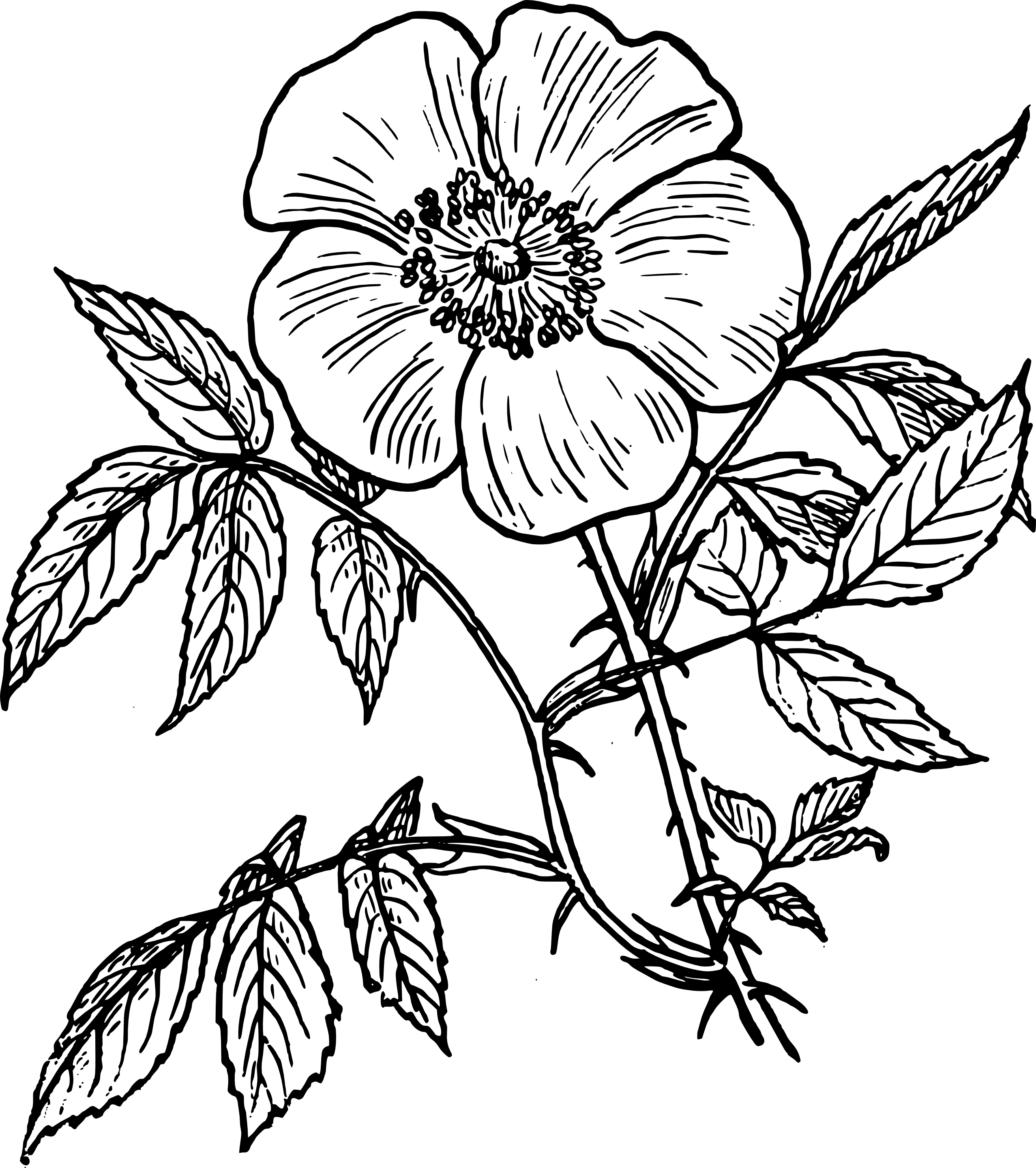 2555x2880 Gallery Easy Rose Drawings In Black And White,