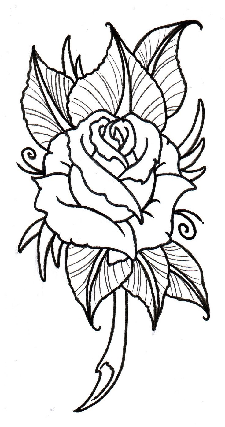 736x1397 24 Best Rose Tattoo Designs Printable Images On Rose