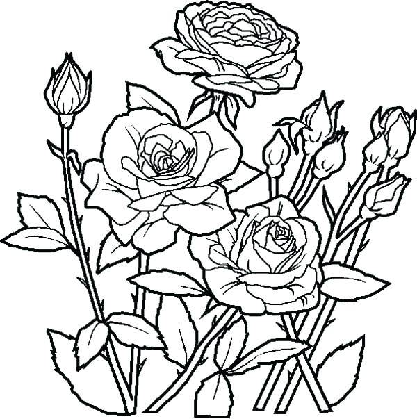 600x603 Flowers Coloring Pages Printable As Coloring Roses Pages Rose