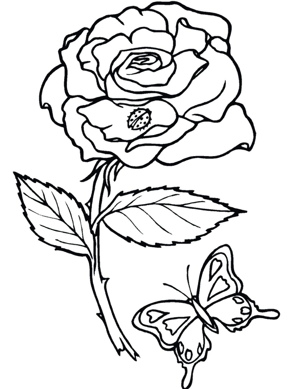 1020x1360 Printable Rose Tracing Printable Coloring Page Free Roses Pages