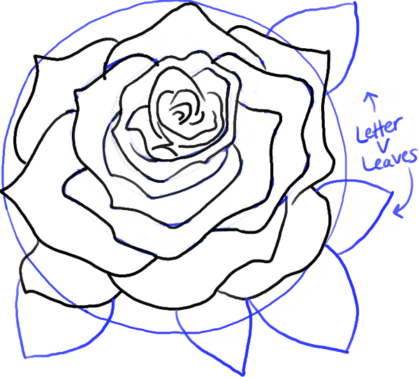 600x540 How To Draw Roses Opening In Full Bloom Step By Step Drawing
