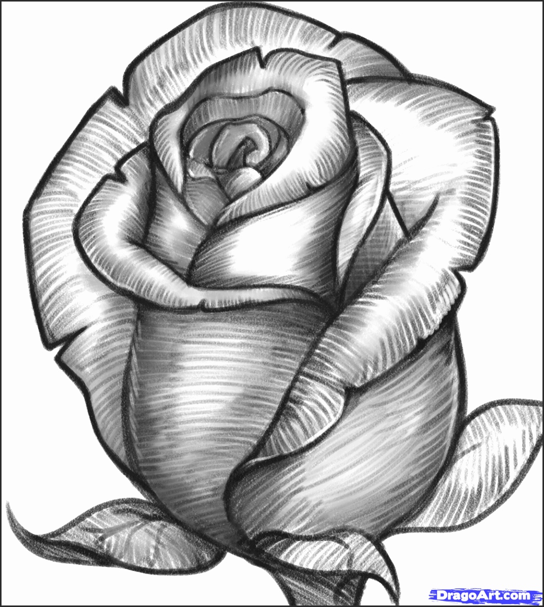 Rose Drawing Image