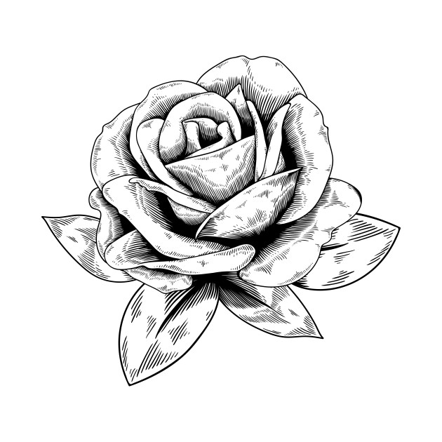 630x630 Rose Drawing