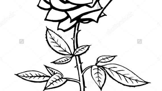 570x320 Black And White Rose Drawing Vector Black White Rose Drawing