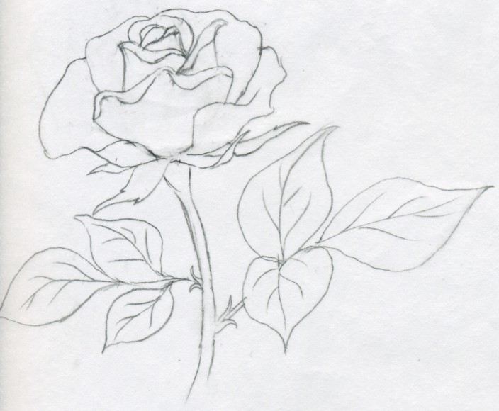 704x580 Draw A Rose Quickly, Simply And Easily