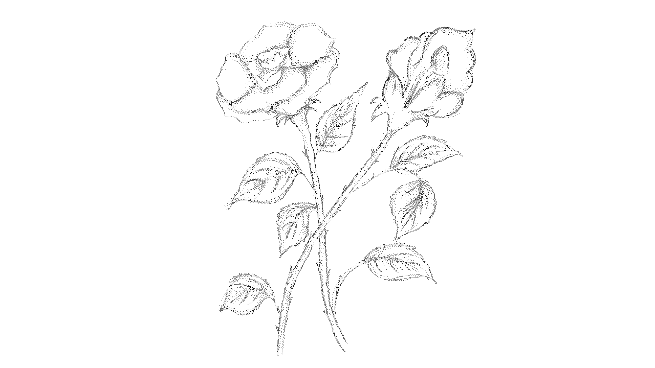 1280x720 How To Draw A Rose