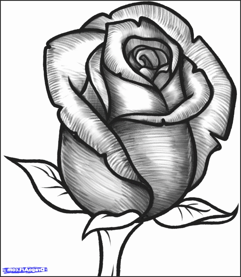 844x972 Open Rose Drawing Ivspg Unique Rose Flower Drawings In Pencil How