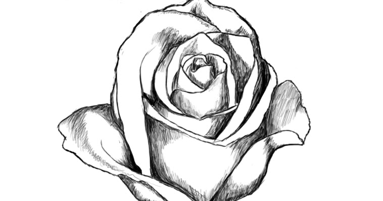 758x398 Rose Drawing Pictures ~ Drawing Pictures