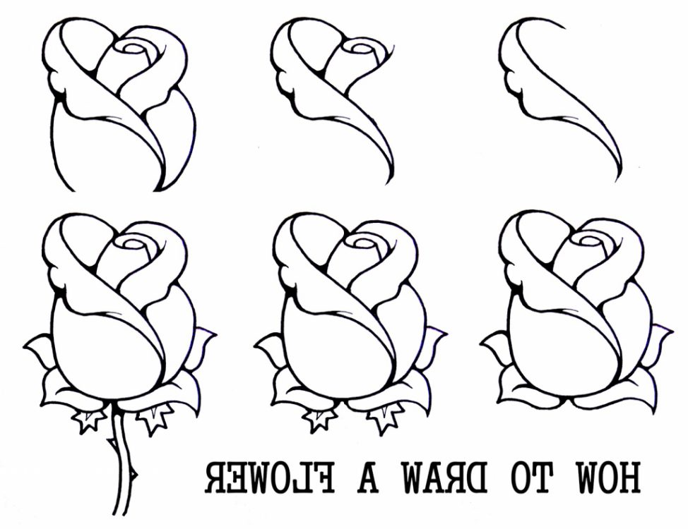 974x750 Simple Rose Drawings In Pencil Tags A Simple Rose Drawing How