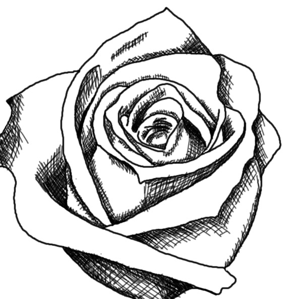 607x594 Black And White Rose Drawings Free Download Clip Art