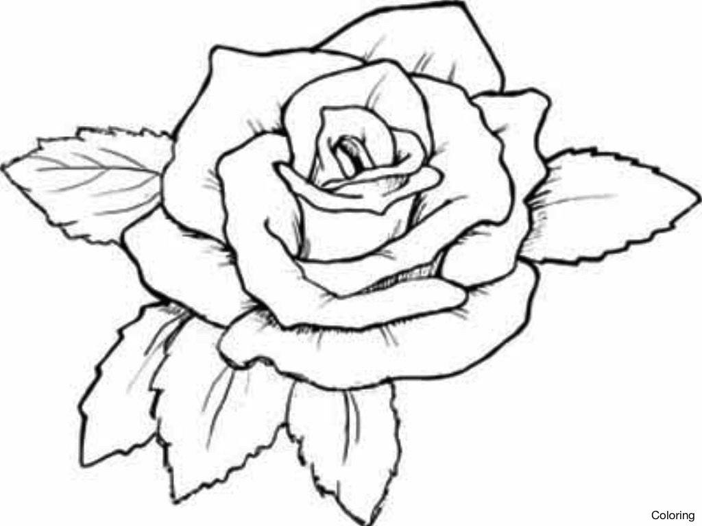 1024x768 Rose Coloring Pages For Kids Roses Color Sheets 8f And Flowers