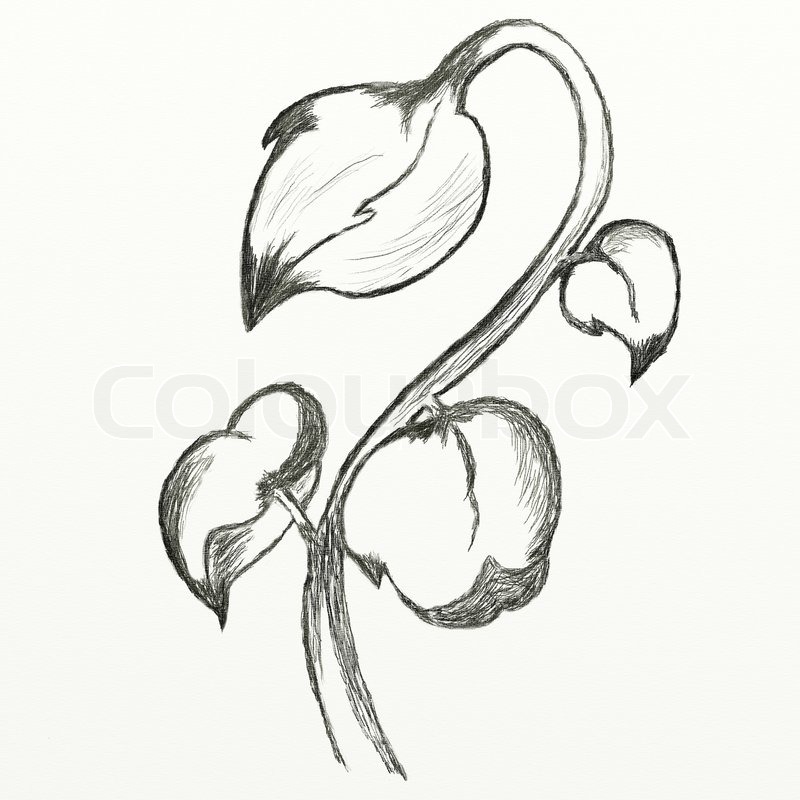 800x800 Flowers Sketch. This Is Picture Drawed With Pencil. Stock Photo