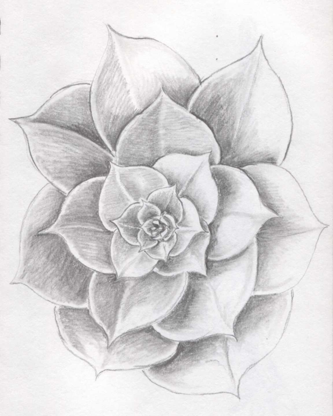 1152x1440 Sketches Of A Rose