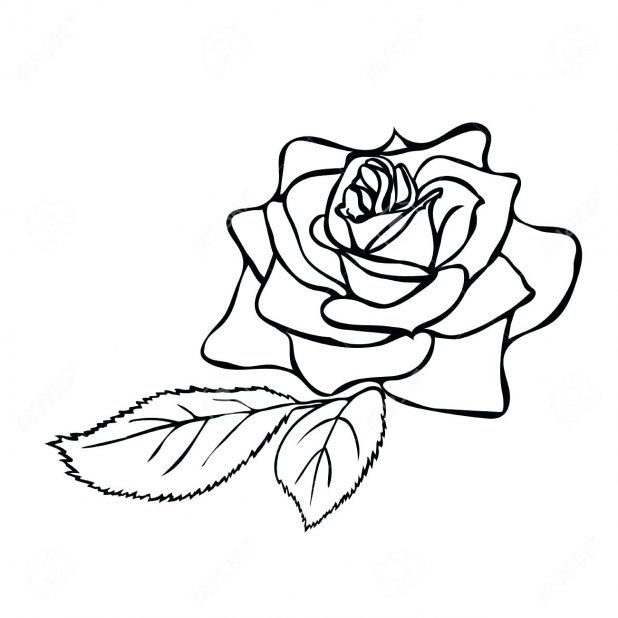 618x618 Easy Rose Drawing Outline Gallery 49 Marvellous Easy Rose Drawing