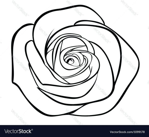618x567 Images For Roses Drawings Outlines 27 Marvellous Rose Drawing
