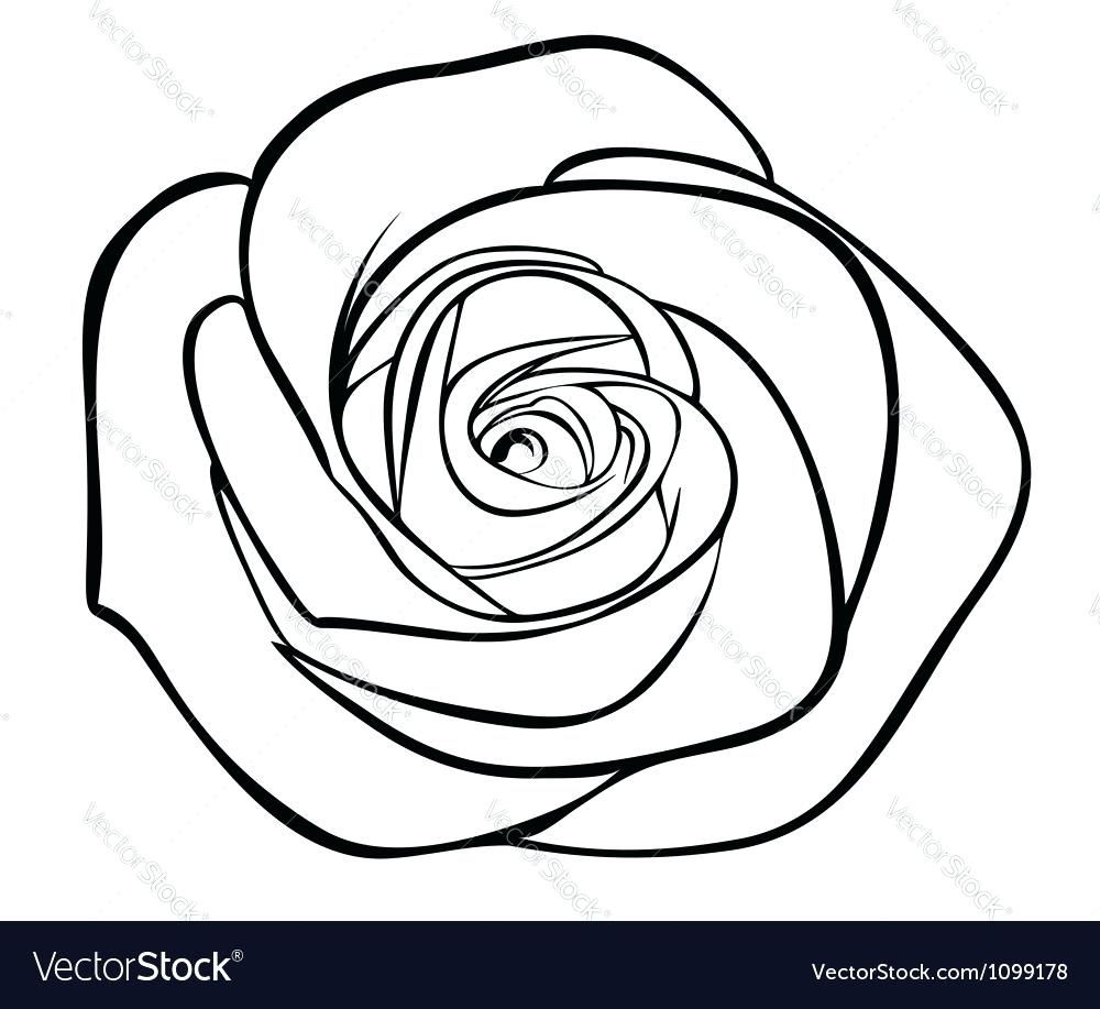 1000x917 Images For Roses Drawings Outlines 27 Marvellous Rose Drawing