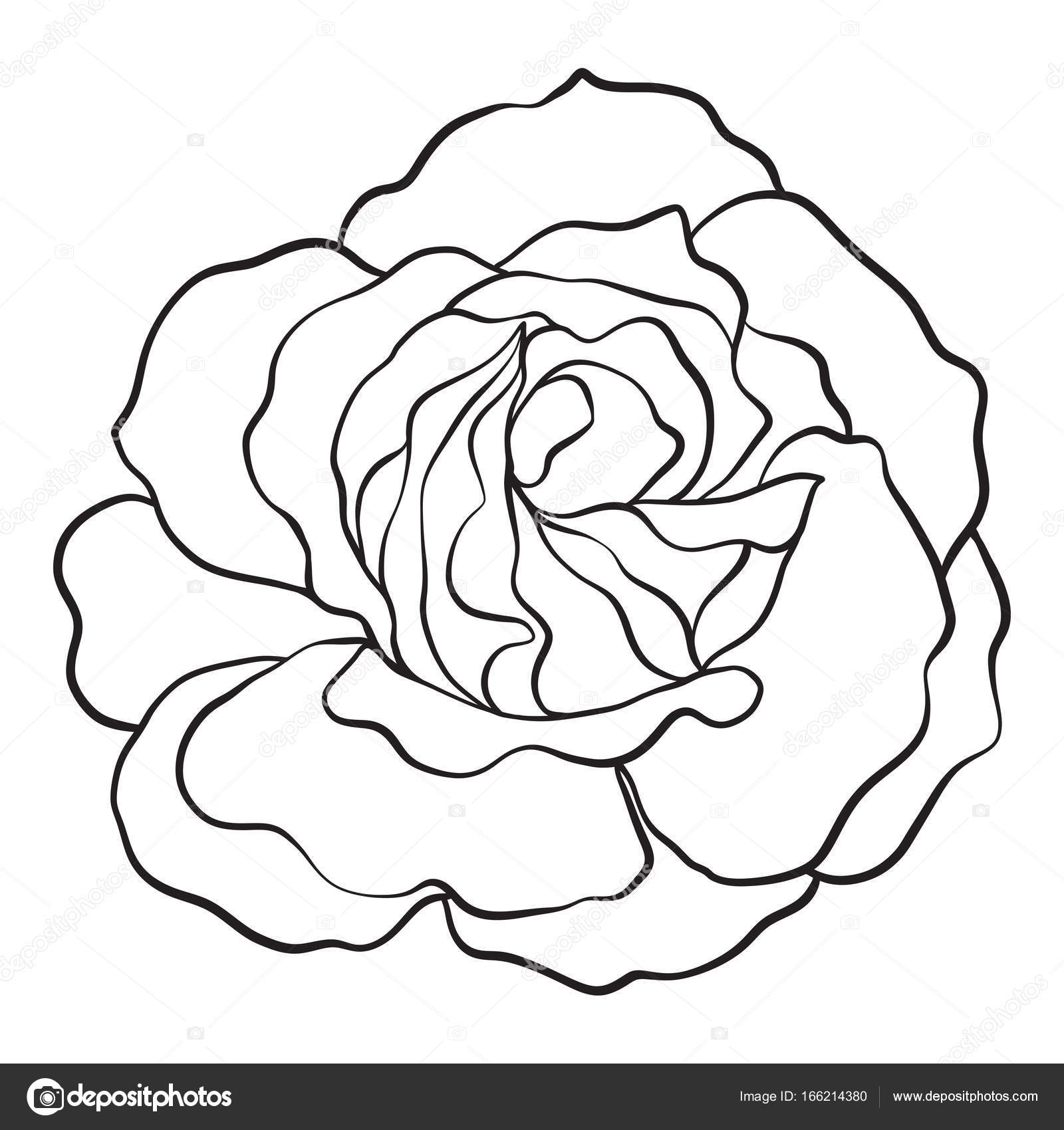 1600x1700 Isolated Rose. Outline Drawing. Stock Vector Illustration. Stock