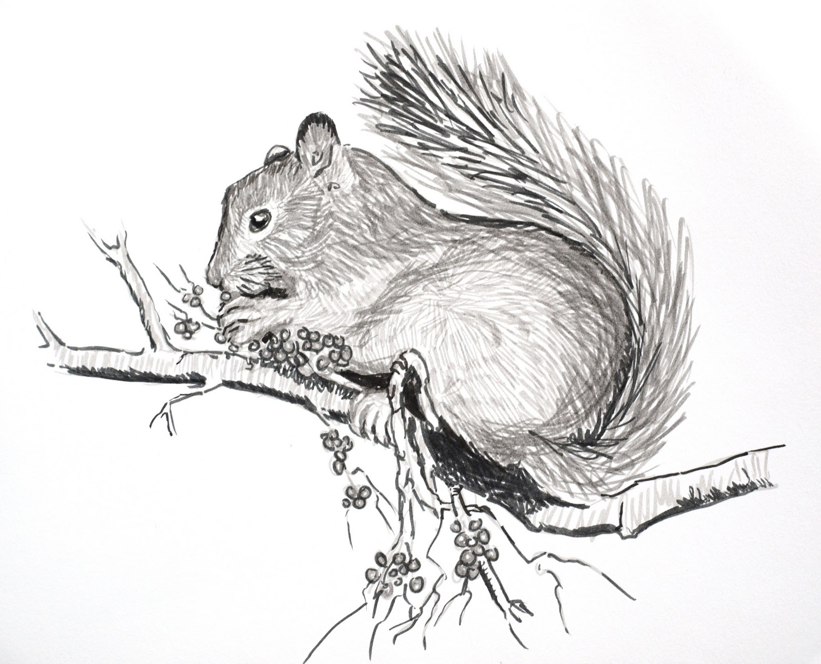 1600x1295 Artiqueryrose Squirrel Season Brush Pen Sketch