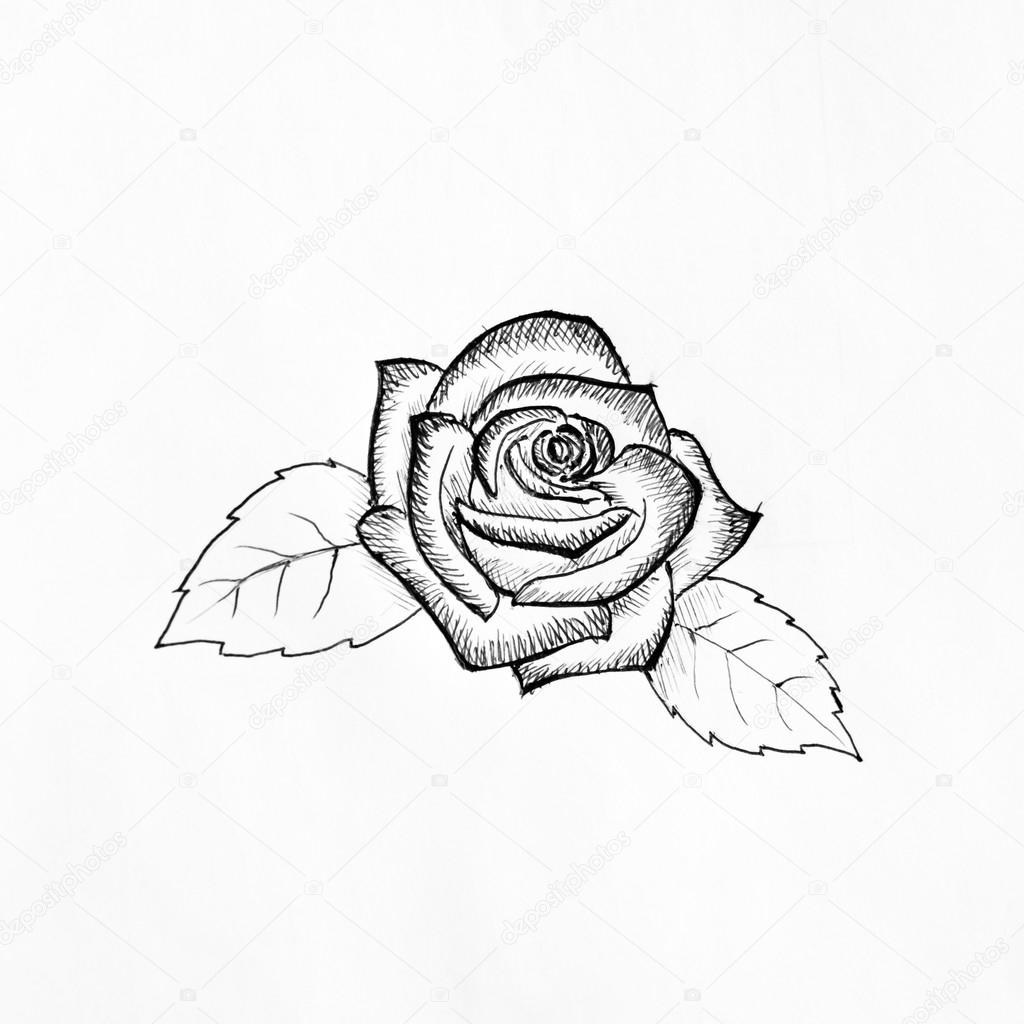 1024x1024 Pen Sketch Of Rose Stock Photo Mantinov