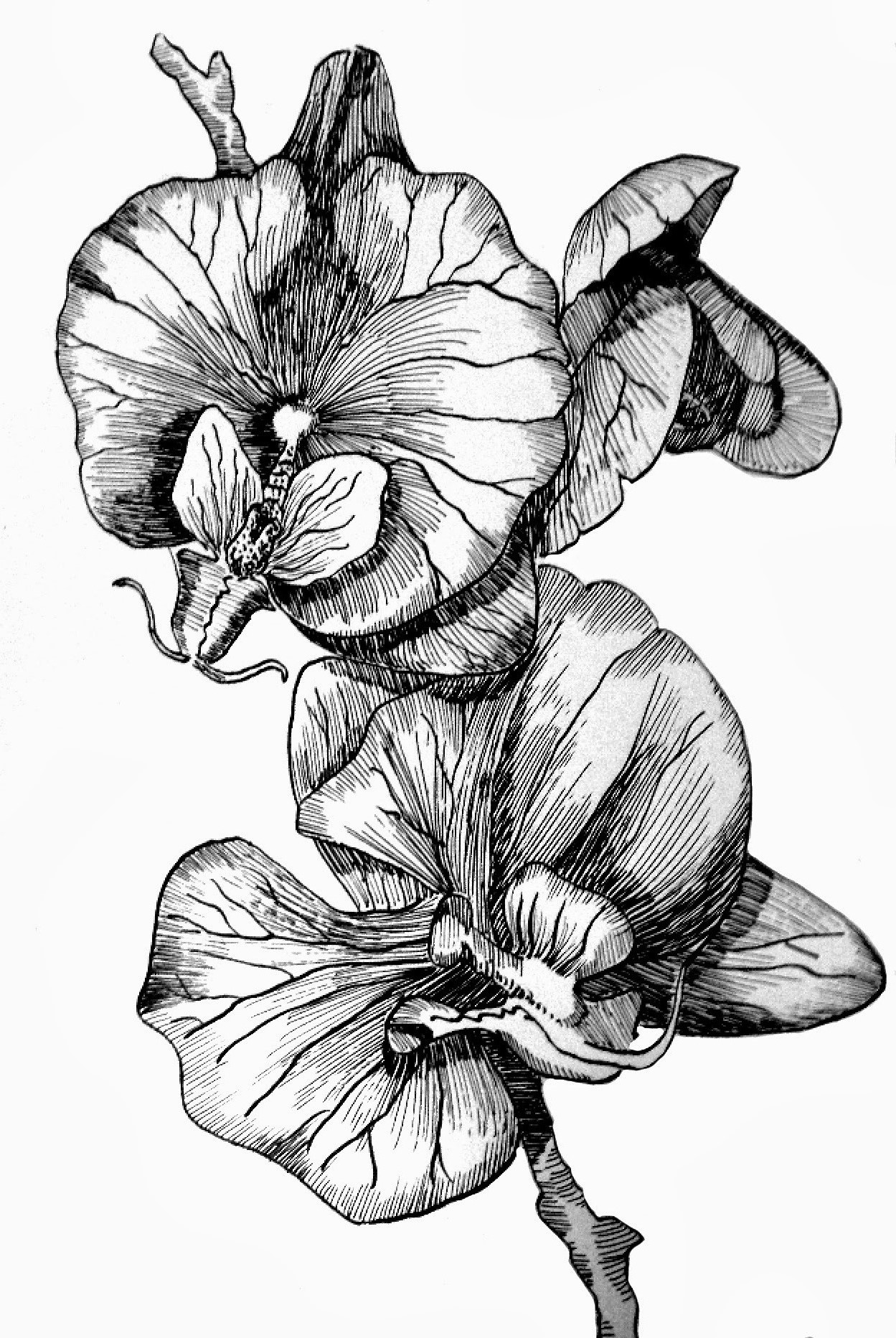 1249x1865 Gousicteco Orchid Art Drawing Images