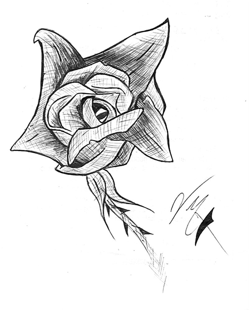 802x997 Quick Pen Sketch Of Rose By Nitrox92